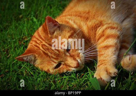 Ginger cat playing in outside and lying on ground Stock Photo