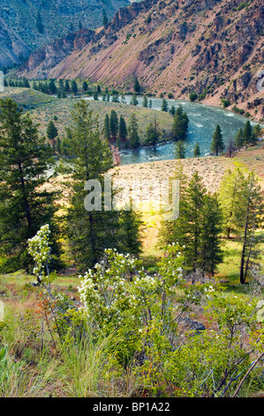 Middle Fork of the Salmon River at Camas Creek, Frank Church Wilderness, State of Idaho, U.S.A. Stock Photo