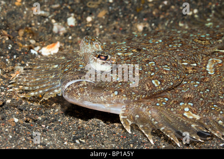 Peacock Flounder, Bothus mancus, Lembeh Strait, Sulawesi, Indonesia Stock Photo