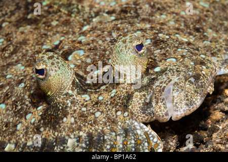 Peacock Flounder, Bothus mancus, Lembeh Strait, Sulawesi, Indonesia Stock Photo