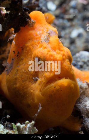 Spotted Frogfish, Antennarius pictus, Lembeh Strait, Sulawesi, Indonesia Stock Photo