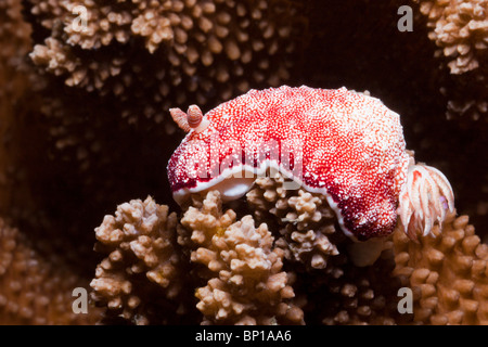 Red Nudibranch, Chromodoris reticulata, Lembeh Strait, Sulawesi, Indonesia Stock Photo