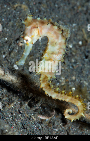 Thorny Seahorse, Hippocampus hystrix, Lembeh Strait, Sulawesi, Indonesia Stock Photo