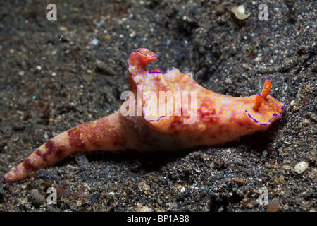 Red T-Bar Nudibranch, Ceratosoma tenue, Lembeh Strait, Sulawesi, Indonesia Stock Photo
