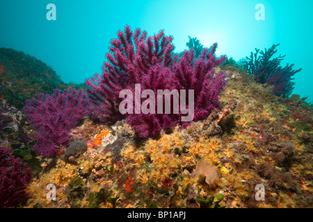 Red Gogonians and Yellow Cluster Anemones, Paramuricea clavata, Parazoanthus axinellae, Cap de Creus, Costa Brava, Spain Stock Photo