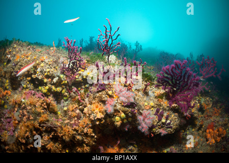 Red Gogonians, Yellow Cluster Anemones and Precious Corals, Paramuricea clavata, Parazoanthus axinellae, Corallium rubrum, Cap d Stock Photo