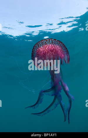 Luminescent Jellyfish, Pelagia noctiluca, Cap de Creus, Costa Brava, Spain Stock Photo