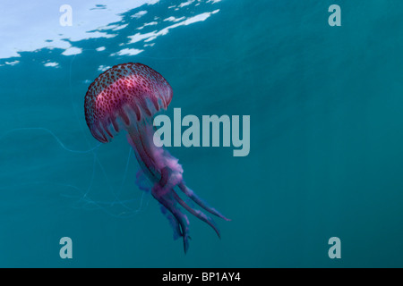 Luminescent Jellyfish, Pelagia noctiluca, Cap de Creus, Costa Brava, Spain Stock Photo
