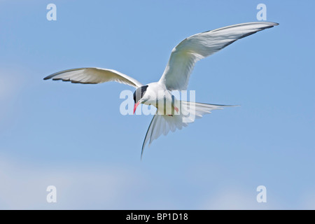 Arctic Tern hovering with a blue sky and white cloud background. Stock Photo