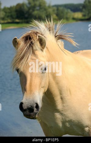 Wild horse standing on the shore of a lake Stock Photo