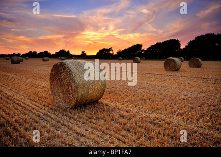 Christchurch Hay Field Christchurch Hay Field