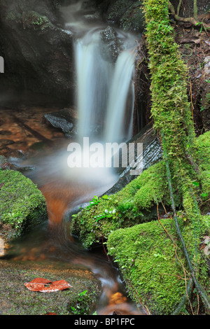 Close up view of small waterfall in Montane Rain Forest with green moss covered rocks.