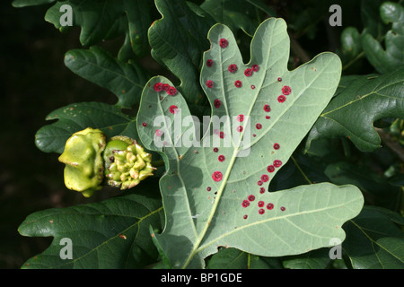 Oak Knopper Gall And Common Spangle Gall Caused By Gall Wasps Taken at Freshfield Dune Heath, Merseyside, UK Stock Photo