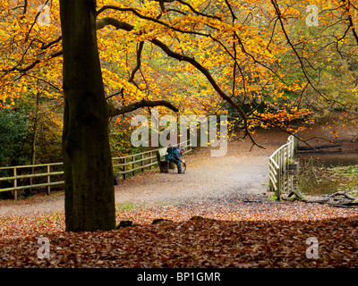 Autumn Colour in Burnham Beeches Forest, Buckinghamshire, UK Stock ...