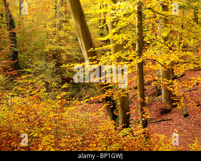 Autumn Colour in Burnham Beeches Forest, Buckinghamshire, UK Stock ...