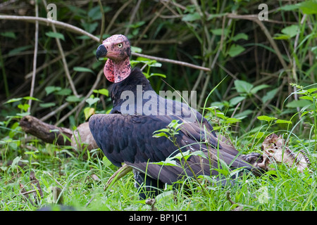 A red headed vulture (Sarcogyps calvus) alongside the remains of a spotted deer. Stock Photo