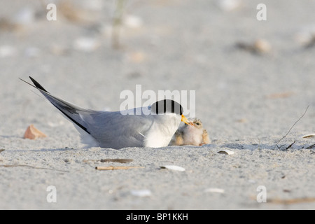 Adult Least Tern and Chick Stock Photo