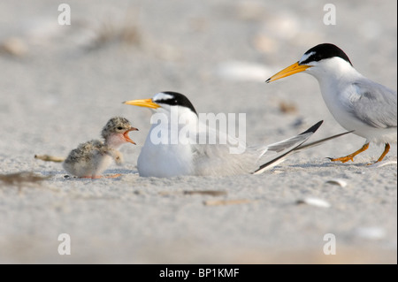 Least Tern Chick Begging for Food Stock Photo