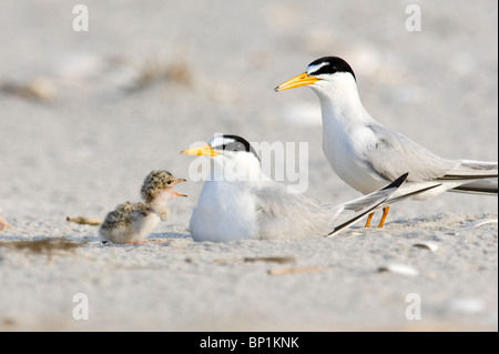 Least Tern Chick Begging for Food Stock Photo