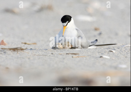 Adult Least Tern Brooding Two Chicks Stock Photo