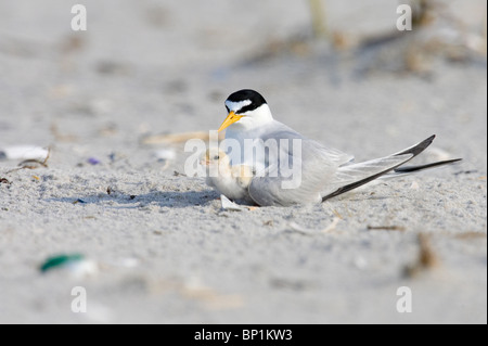 Adult Least Tern Brooding Chick Stock Photo