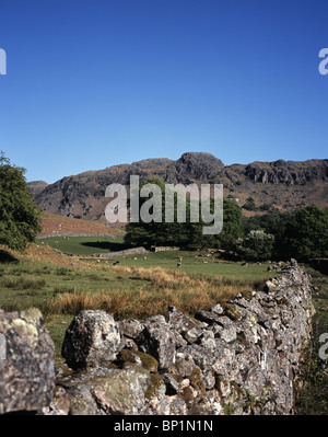 Oak Trees in leaf  beneath Gate Crag and dry stone wall in Eskdale Spring Lake District Cumbria England Stock Photo