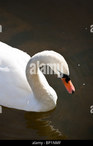 A closeup of a white swan head with a reflection in the water. Stock Photo