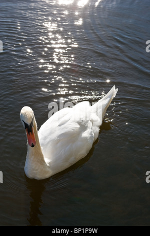 An isolated white Swan, with shimmering water in the background. Stock Photo