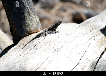 An Eastern Fence Lizard (Sceloporus undulatus) sunning on an exposed Southwestern Ponderosa Pine (Pinus brachyptera) log. Stock Photo