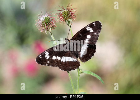 White admiral, Ladoga camilla, single butterfly perched, Warwickshire, July 2010 Stock Photo