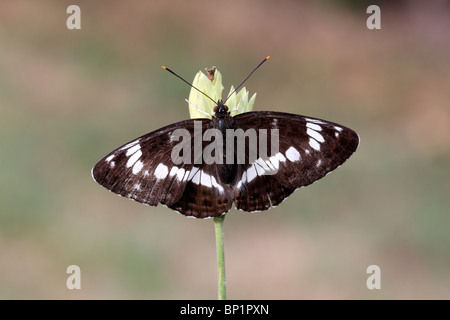 White admiral, Ladoga camilla, single butterfly perched, Warwickshire, July 2010 Stock Photo