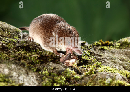 Common shrew, Sorex araneus, single animal eating worm, Midlands, August 2010 Stock Photo