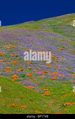 Wildflowers in the Tehachapi Mountains, Angeles National Forest, California Stock Photo