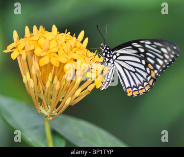 Common Mime Butterfly flying and feeding on a yellow Ixora flower plant - Chilasa Clytia Clytia Stock Photo