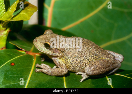 Cuban Tree Frog (Osteopilus septentrionalis) on leaf Stock Photo