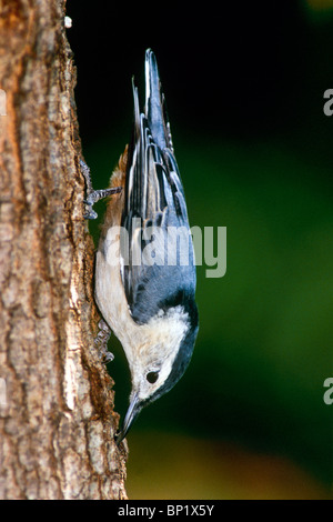 White-breasted Nuthatch (Sitta carolinensis) close up standing in characteristic position upside down on tree Stock Photo