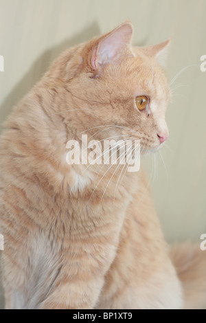 Cat Portrait Stock Photo