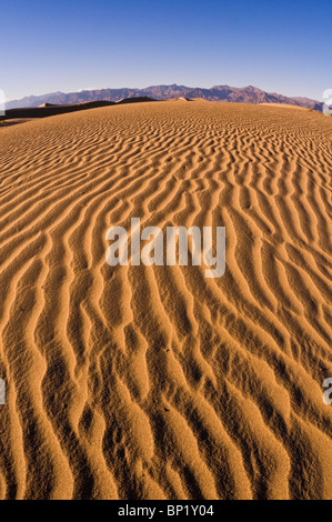 Evening light on dune patterns, Mesquite Flat Sand Dunes, Death Valley National Park. California Stock Photo