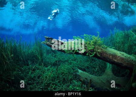 Impressions of Rainbow River, Rainbow River, Florida, USA Stock Photo