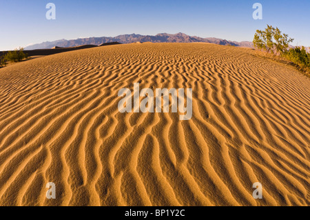 Evening light on dune patterns, Mesquite Flat Sand Dunes, Death Valley National Park. California Stock Photo