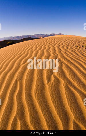 Evening light on dune patterns, Mesquite Flat Sand Dunes, Death Valley National Park. California Stock Photo