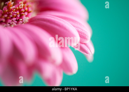 Gerbera flower study detail Stock Photo