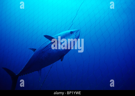 Bluefin Tuna Fishing at Mediterranean Sea, Thunnus thynnus, Sardinia, Italy Stock Photo