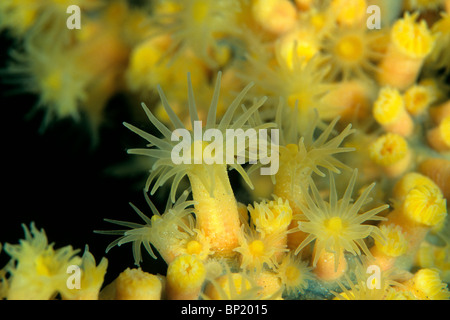 Polyps of Mediterranean Black Coral, Gerardia savaglia, Sardinia, Italy Stock Photo