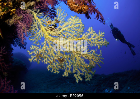 Mediterranean Black Coral and Scuba Diver, Gerardia savaglia, Sardinia, Italy Stock Photo