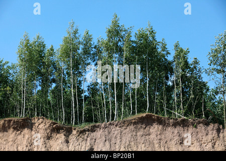 Birch trees at a sandy cliff, after a landslide. Stock Photo