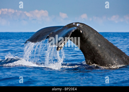 Tail of Humpback Whale, Megaptera novaeangliae, Kona Coast, Big Island, Hawaii, USA Stock Photo