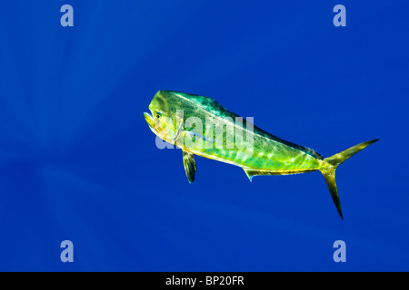 Male Mahi-Mahi Dorado, Coryphaena hippurus, Kona Coast, Big Island, Hawaii, USA Stock Photo