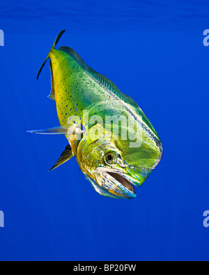 Male Mahi-Mahi Dorado, Coryphaena hippurus, Kona Coast, Big Island, Hawaii, USA Stock Photo