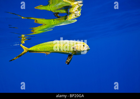 Female Mahi-Mahi Dorado, Coryphaena hippurus, Kona Coast, Big Island, Hawaii, USA Stock Photo